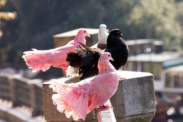 球员的使用 球员的使用