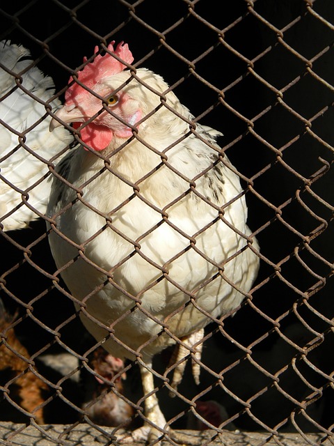 仅关乎于目 仅关乎于目